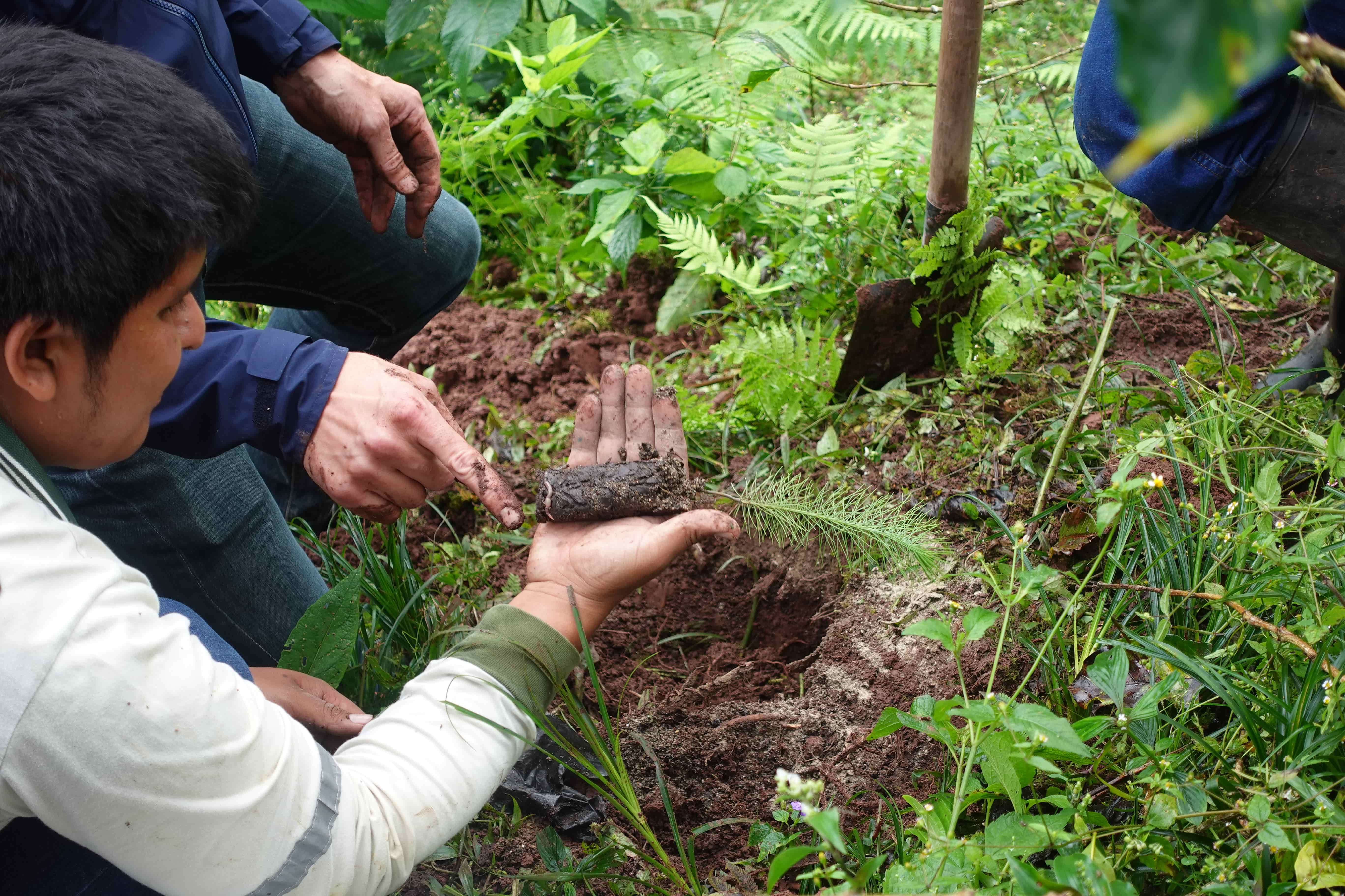 Ein Mann hält auf der Erde kniend einen kleinen Baum in der Hand, den er in ein Loch in der Erde einsetzen will.